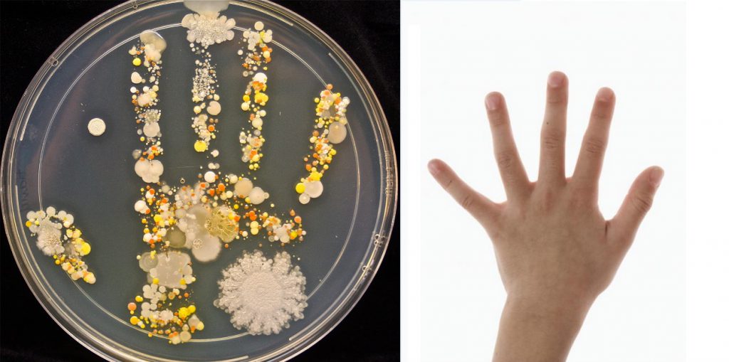 How To See Bacteria On Your Hand Bacteria Handprint R vrogue.co