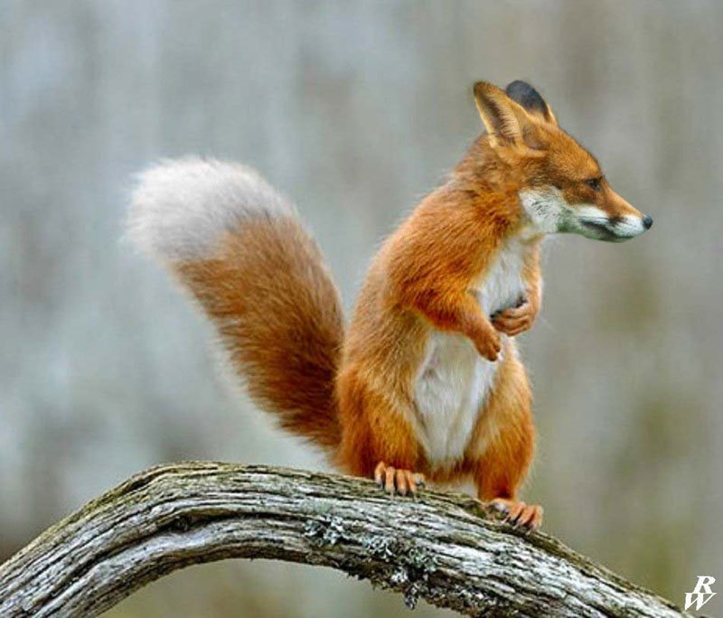 Photoshopped Animal Hybrids Fake News