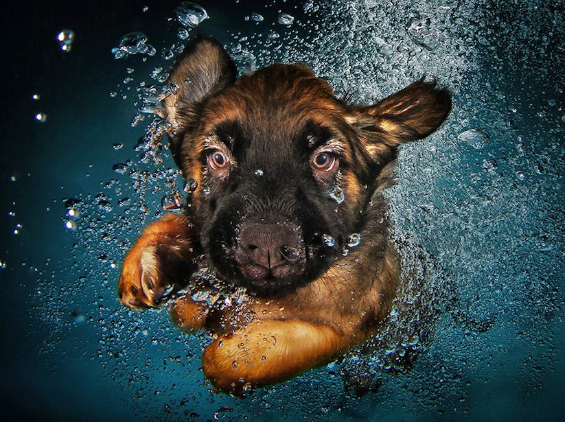 "Underwater Dogs" by Photographer Seth Casteel artFido