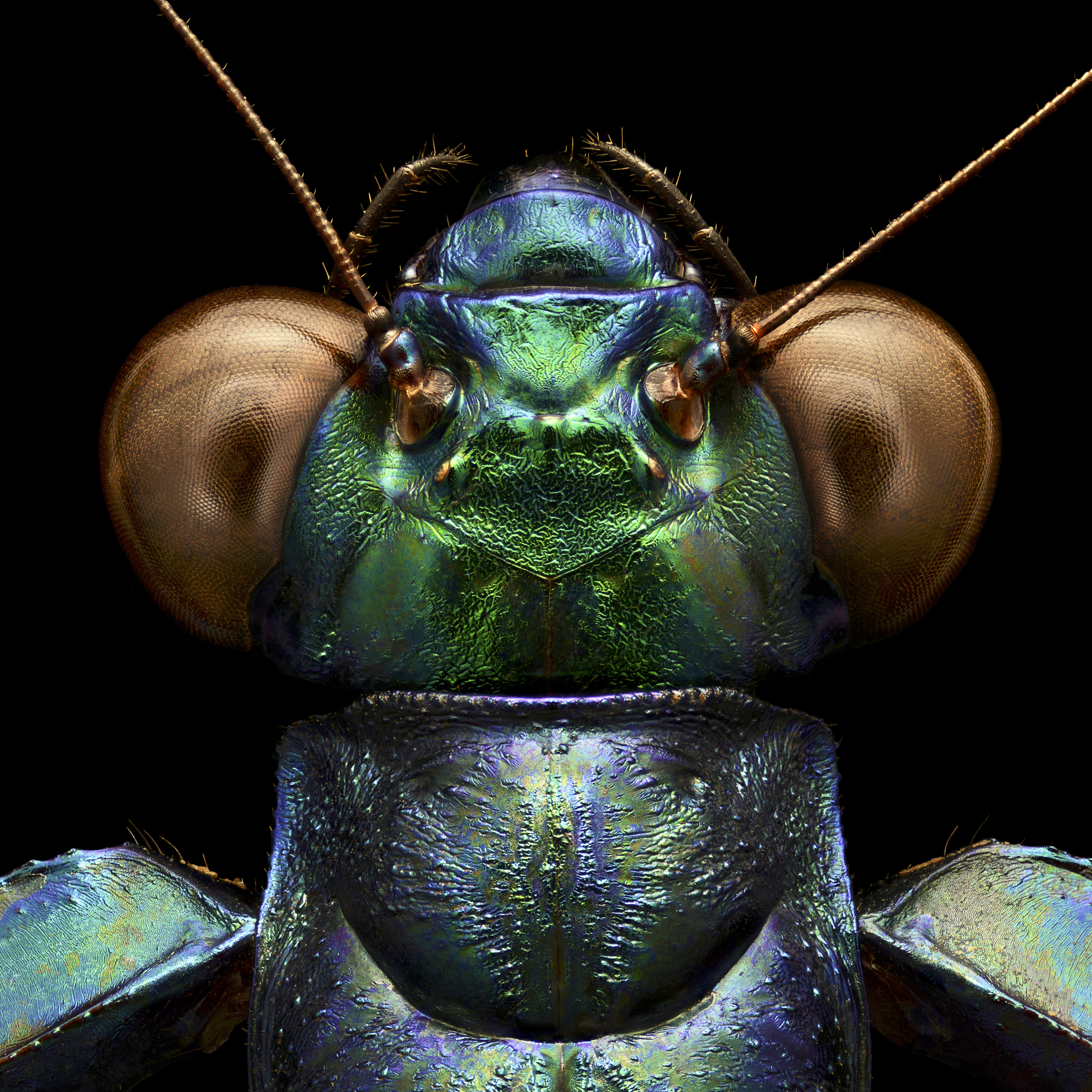 MicroSculpture Macro Photography Of Insects Composed of 10,000 Images ...