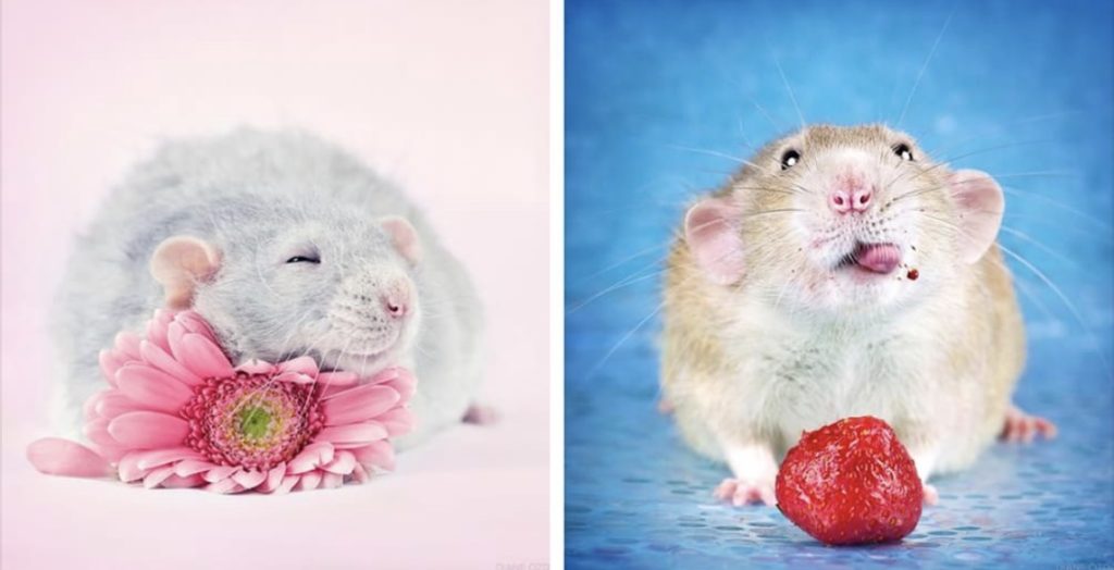 Artist Spends Years Photographing Rats To Break Their Negative Image