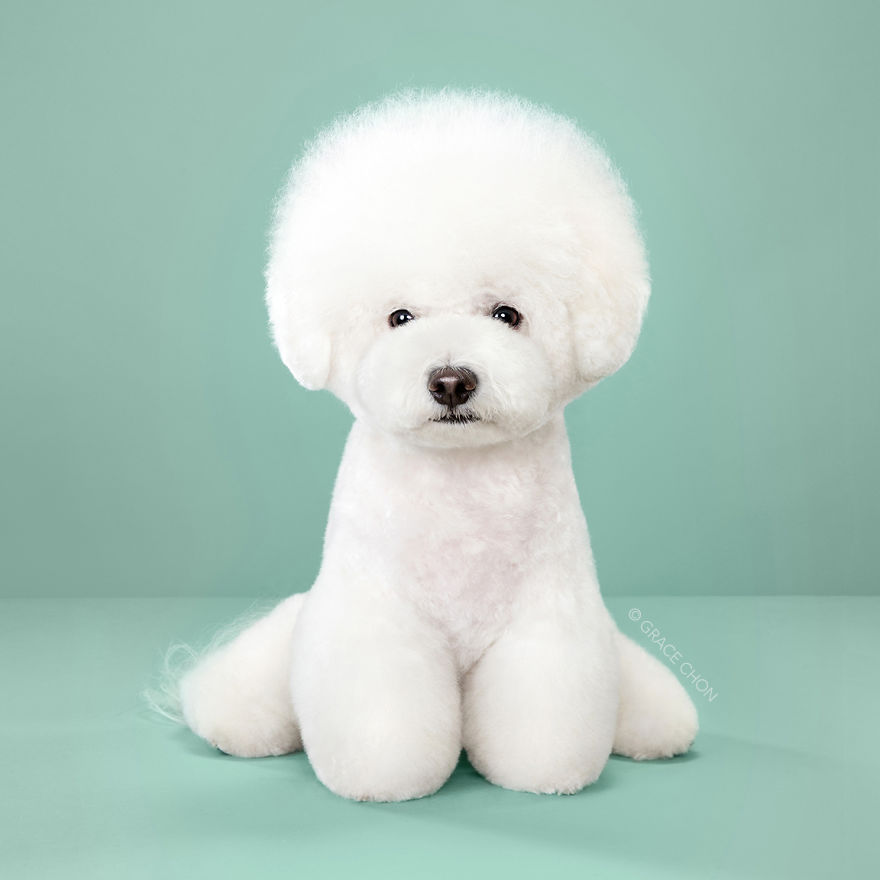 Photo Series Documents Dogs Before And After Japanese