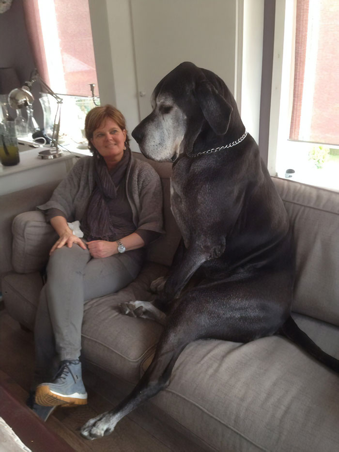 great dane large