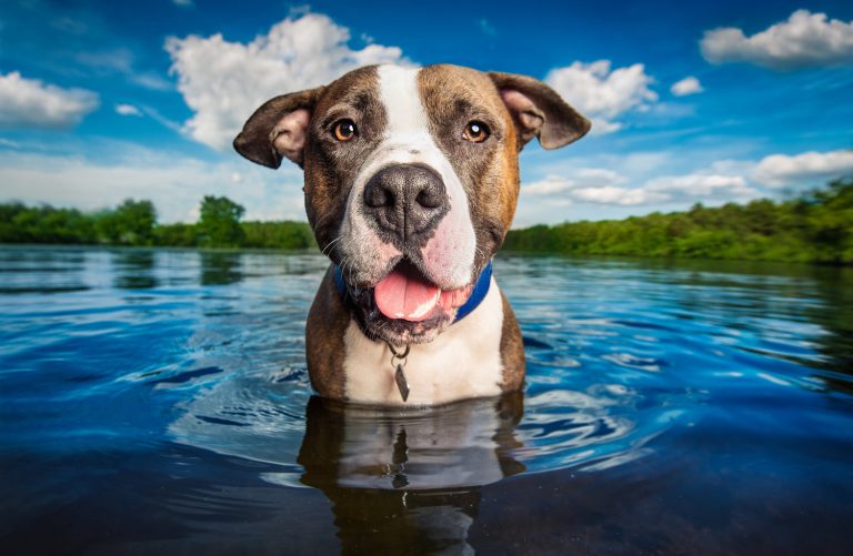 Famous Dog Photographers You Should Already Be Following in 2019 artFido