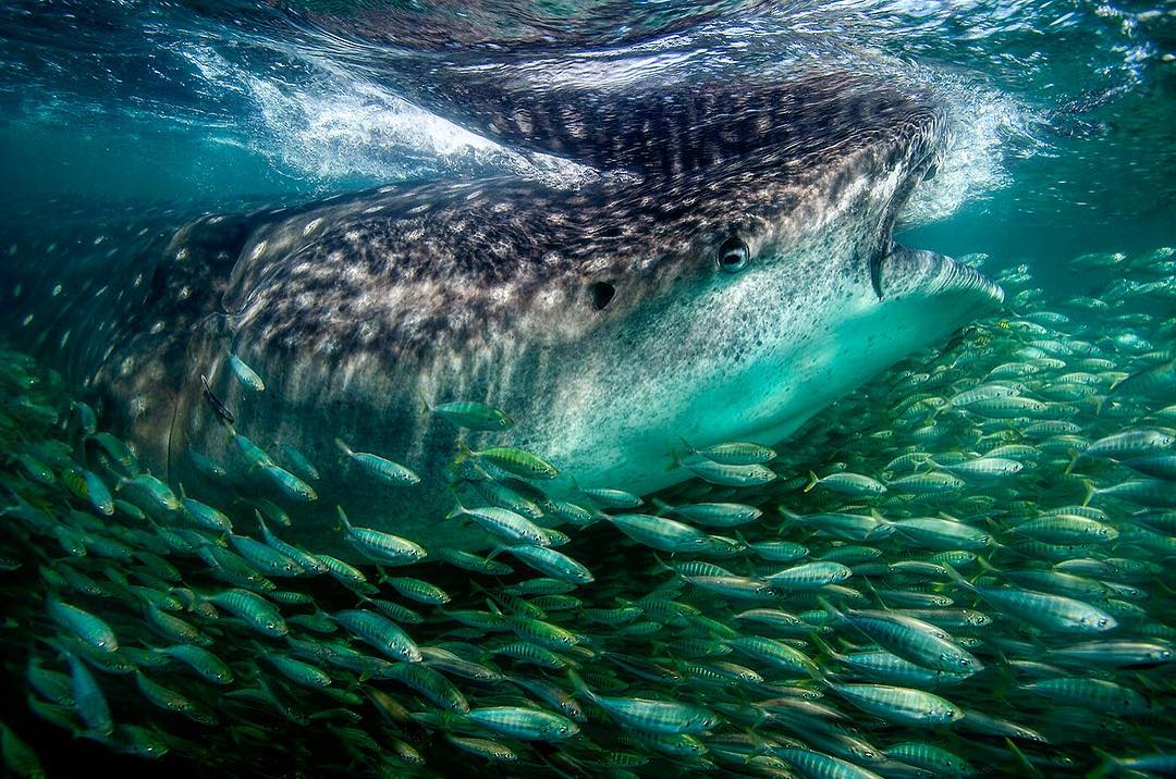 30 Thrilling Instagram Shots That Conquered National Geographic artFido