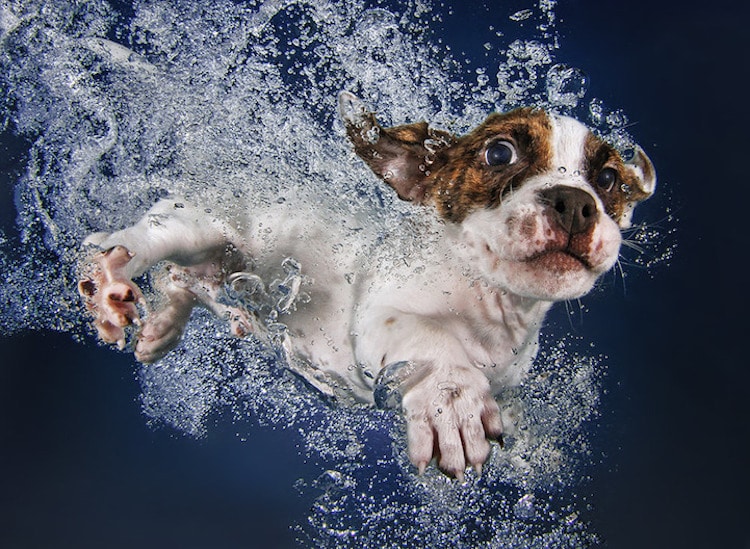Famous Dog Photographers You Should Already Be Following In 2019 ArtFido