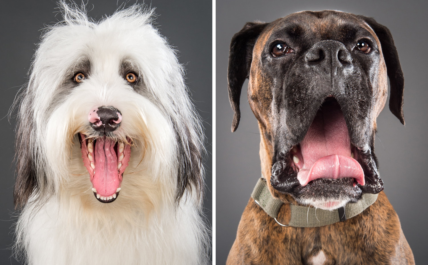 Famous Dog Photographers You Should Already Be Following In 2019 ArtFido