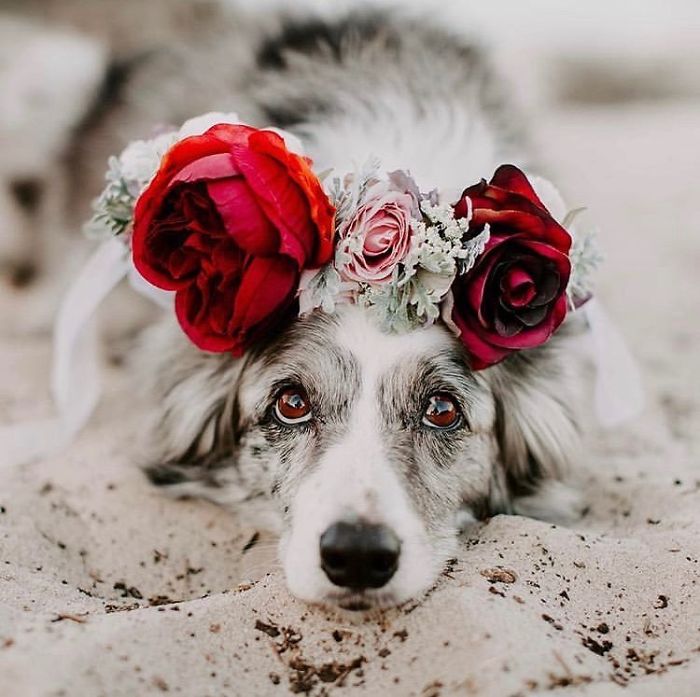 Artist Creates Flower Crowns For Animals And They Look Majestic artFido