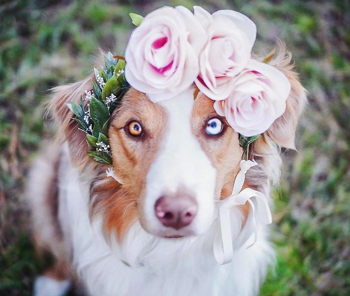 Artist Creates Flower Crowns For Animals And They Look Majestic artFido